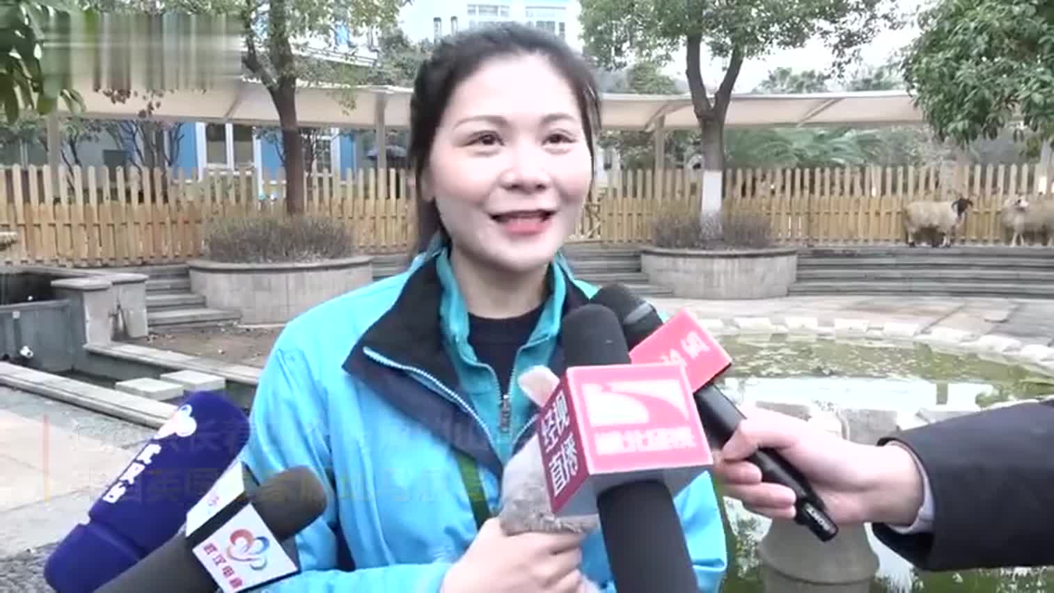 视频-武汉一公园迎来四角山羊 成活率不足百万分之