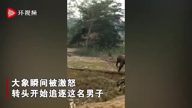 视频-大象偷吃庄稼被驱赶 屁股被打疼后反身追村民
