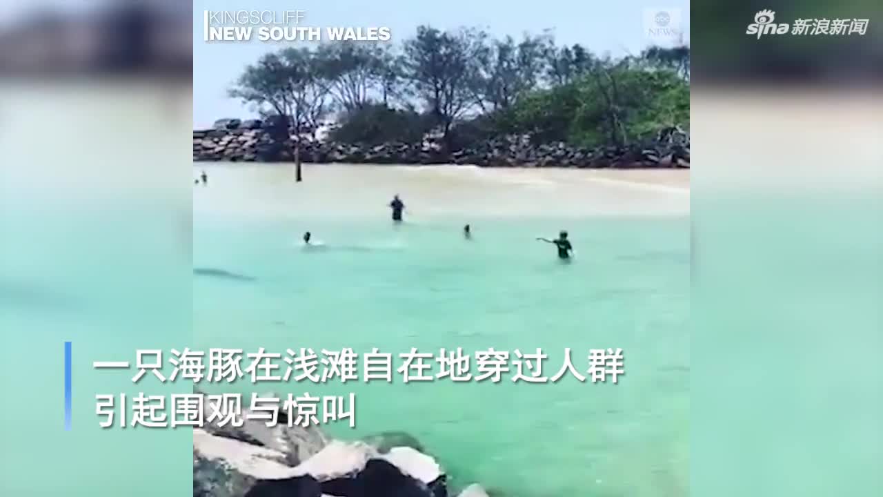 视频-海豚浅滩中自在游泳 穿过人群引起围观