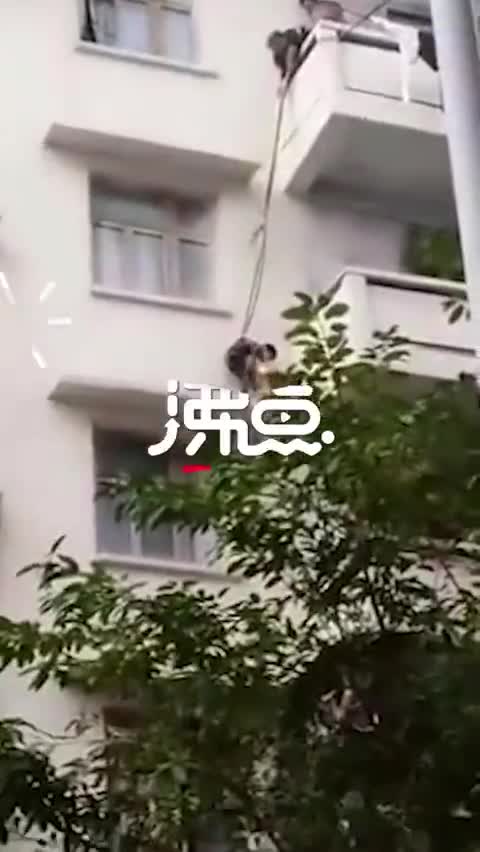 视频-奶奶为救猫用绳将孙子吊到楼下 网友：猫才是