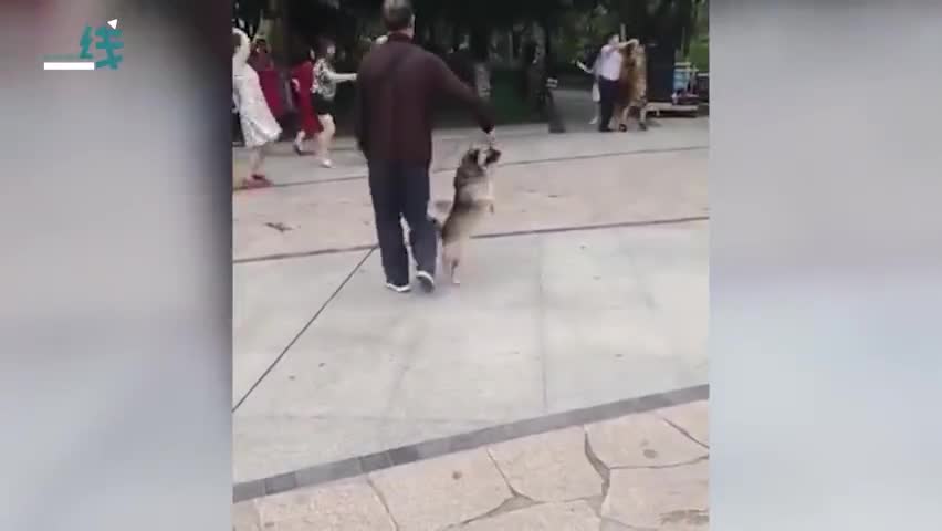 视频|大爷热衷广场舞拉来狗狗做舞伴 合作默契动作