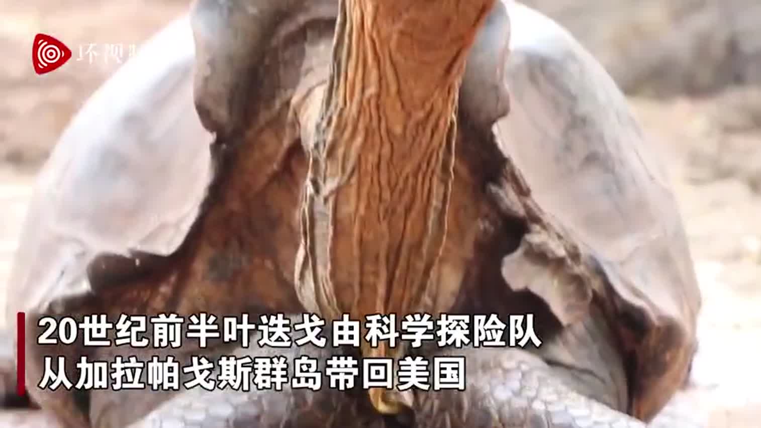 视频-百岁老龟使龟群免于灭绝 后代数量占种群40