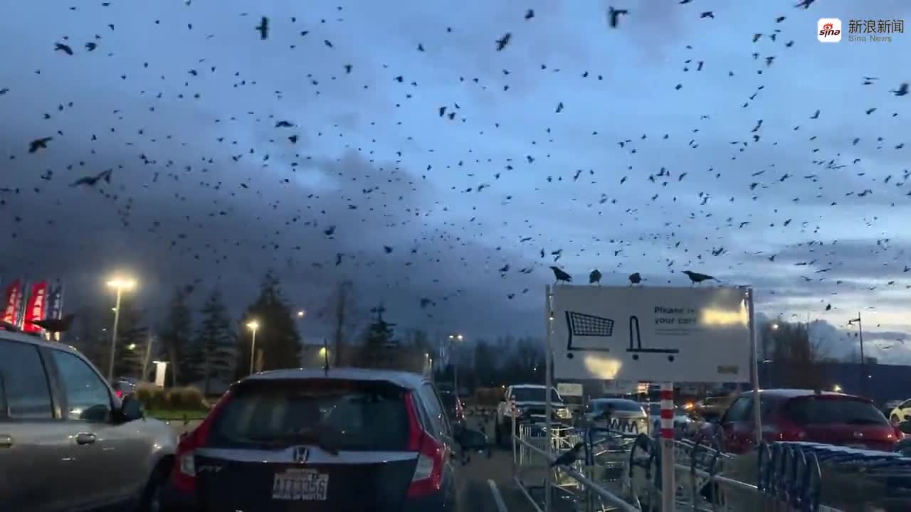 视频-罕见！美国网友拍到阴沉天空下满天的乌鸦