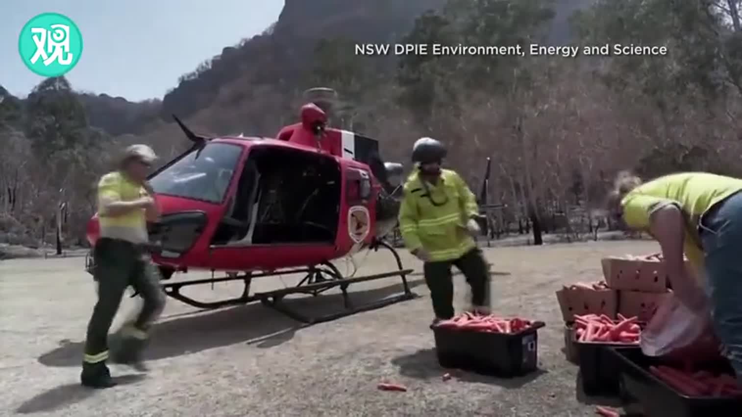 视频|为拯救山火中幸存动物 澳大利亚政府空投数吨