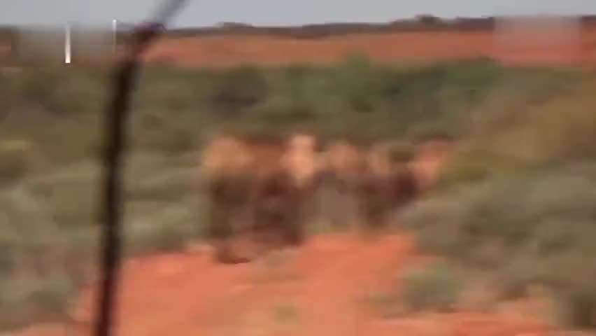 视频-澳大利亚用直升机5天内射杀5000头骆驼 