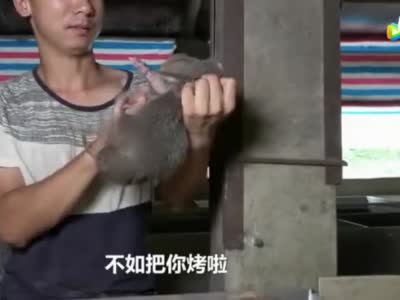 不论是李子柒还是华农兄弟 年轻人为啥爱看农村视频?