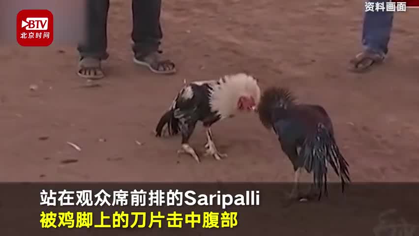 视频-凶手竟是鸡！印度男子看斗鸡被鸡脚上刀片刺死