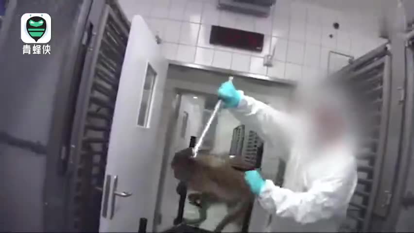 视频-德国活体动物实验室被起底：猴子被锁喉捆绑 