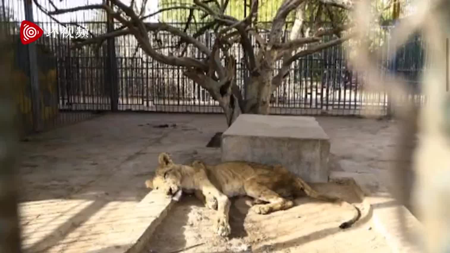视频-苏丹一家动物园内狮子饿到瘦骨嶙峋 好似行走