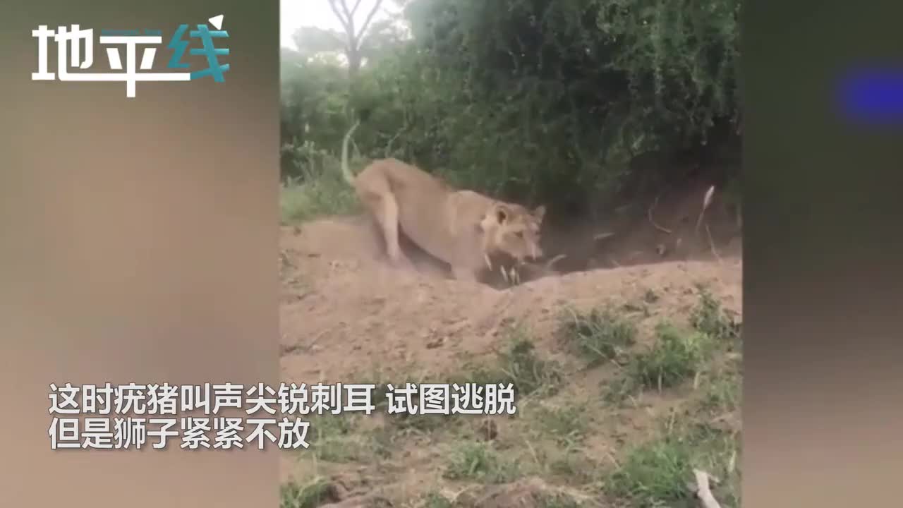 视频-饿狮子死死咬住疣猪一把从洞中扯出 猪叫声渗