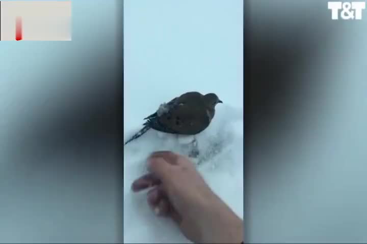 视频-加拿大一男子发现鸟儿脚被冻在地上 小心翼翼
