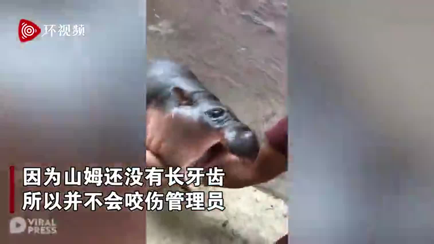 视频-心都要化了！泰国动物园一头河马宝宝对着管理