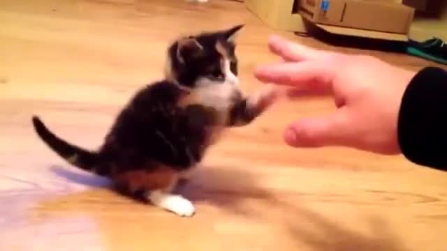 视频-史上最弱的猫猫拳