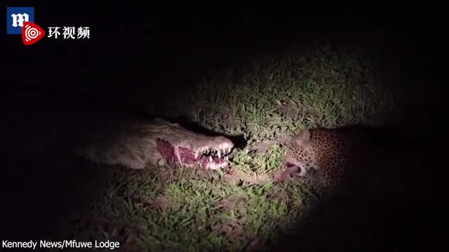 视频-胆大包天！非洲一只豹子从睡着的鳄鱼嘴里偷肉