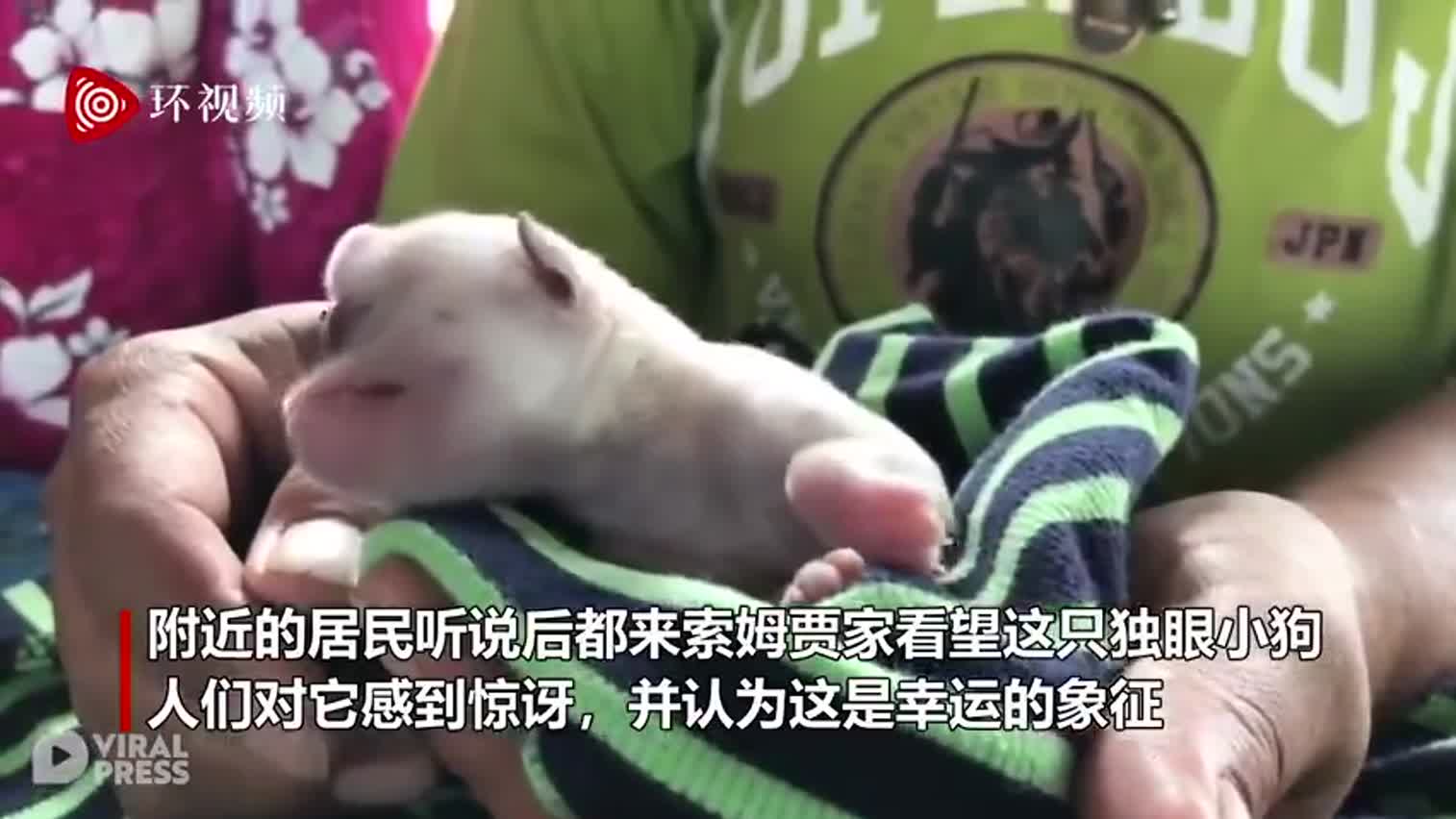 视频-泰国小狗生下来只有一只眼睛 居民认为是幸运