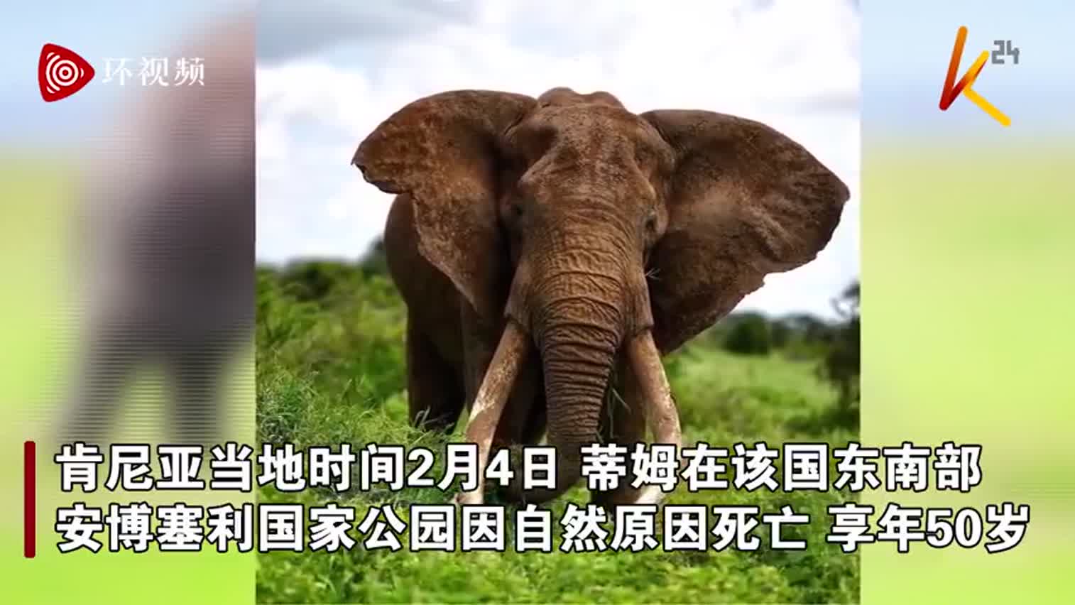 视频-拥有最大象牙的非洲象死亡 象牙重量近200