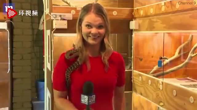 视频-澳大利亚女记者肩上挂蛇直播被吓出表情包