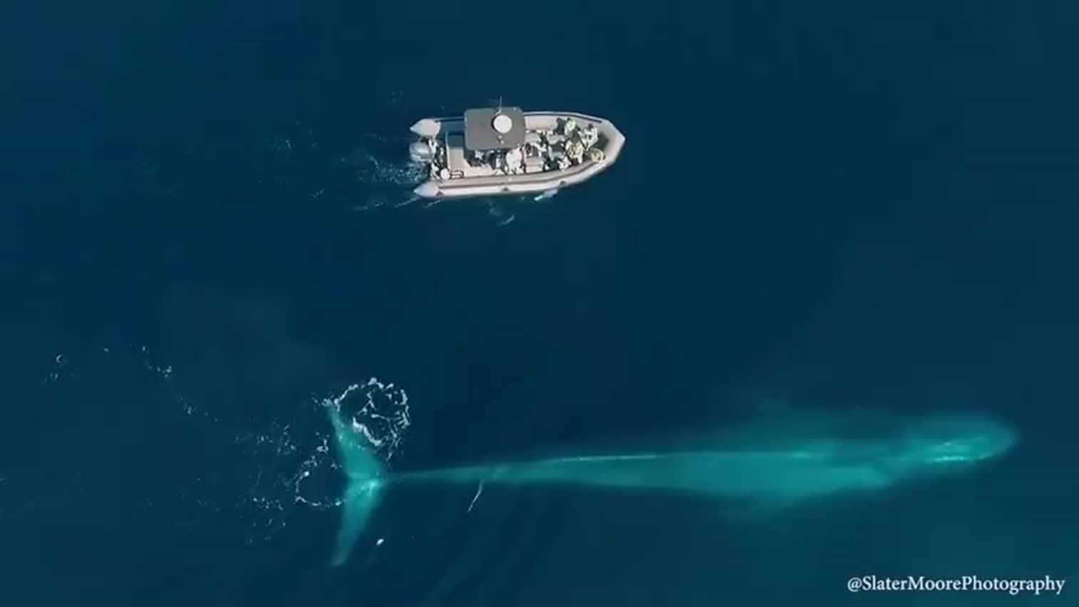 视频-波光粼粼的海面 蓝鲸与小艇缓缓伴游