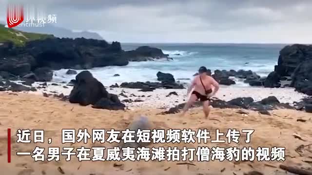 视频-国外男子在夏威夷海滩拍打僧海豹遭调查 视频
