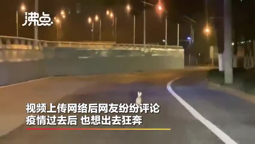 视频-记者偶遇武汉街头兔子狂奔 网友：疫情过去之