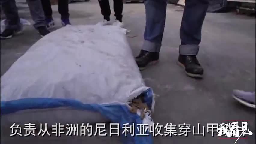 视频|温州查获10.65吨穿山甲鳞片