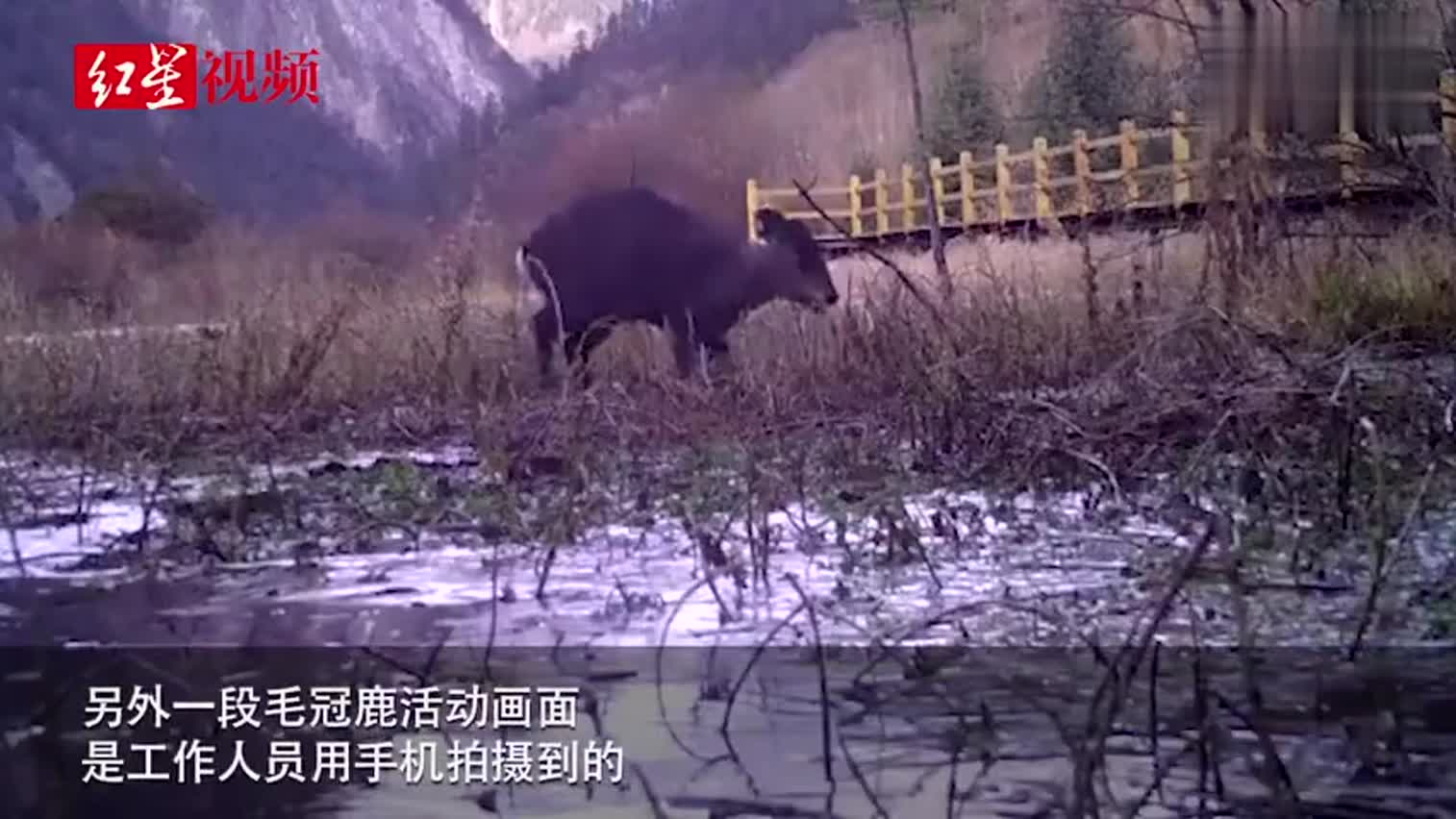 视频|红外相机拍到了！濒危物种毛冠鹿 欧亚水獭在