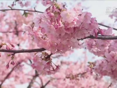 云赏花！上海辰山植物园樱花烂漫