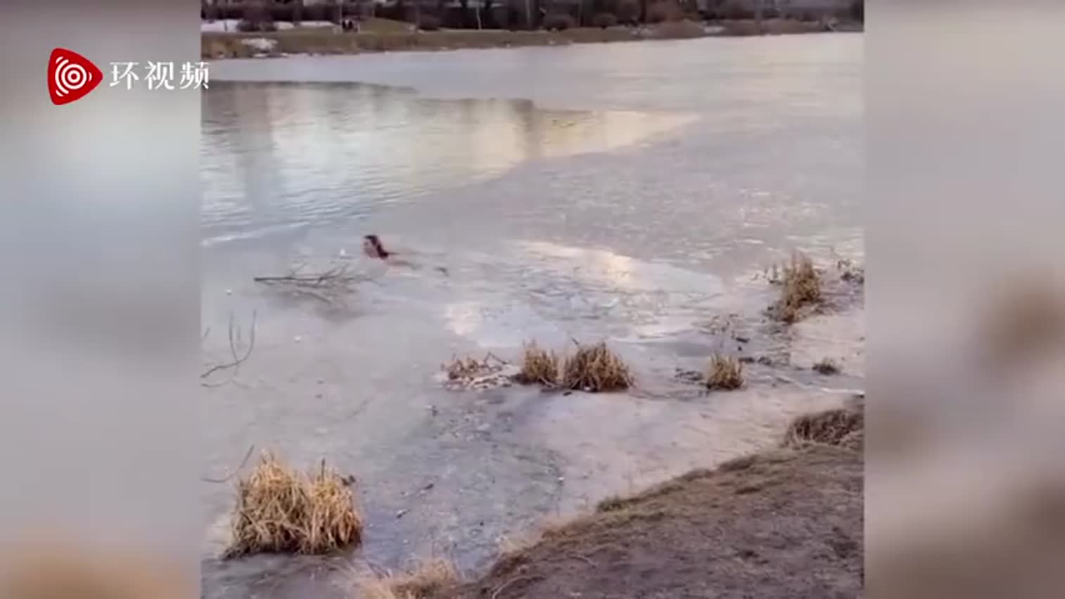 视频-俄罗斯女子穿短袖跳入冰水中救落水狗狗