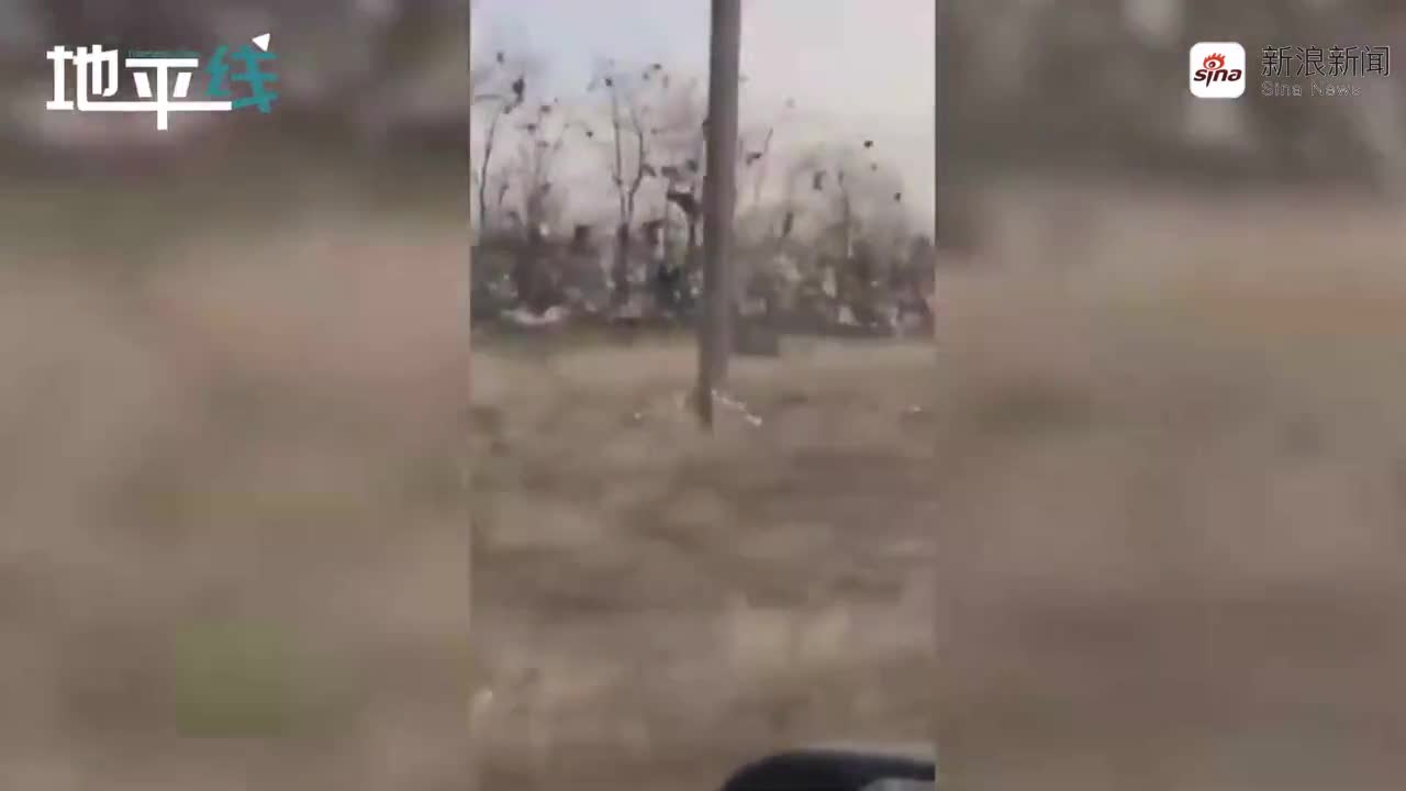 视频-骇人场景！强风裹挟垃圾袭击乌克兰一村庄 树