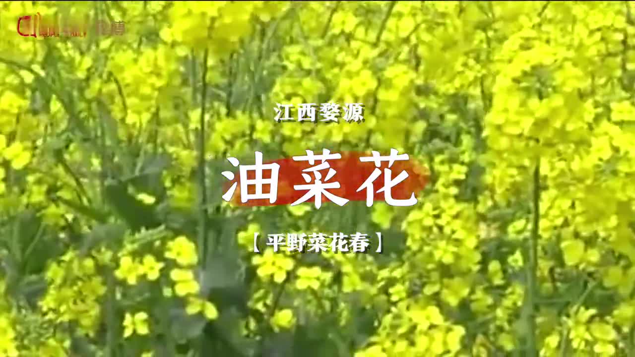 视频|云赏花！90秒看多地春花盛开