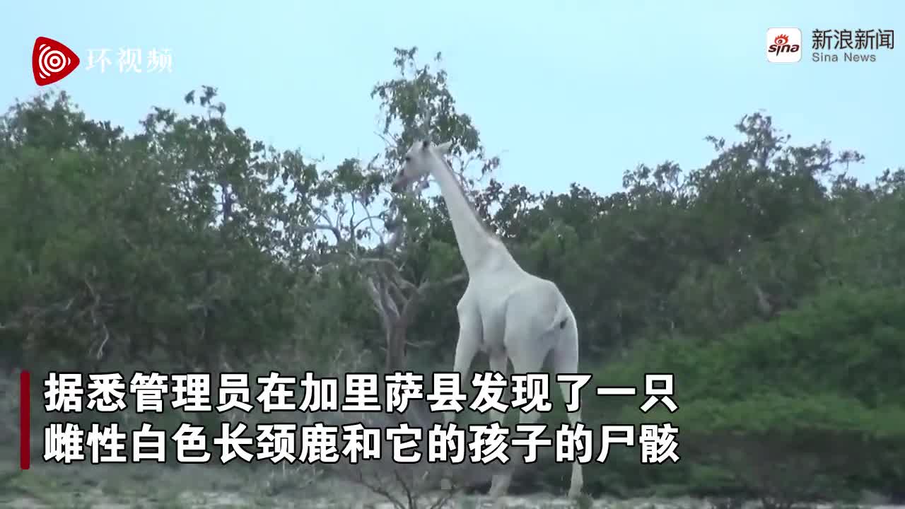 视频：白色雌性长颈鹿母子被偷猎者杀害 如今全球仅