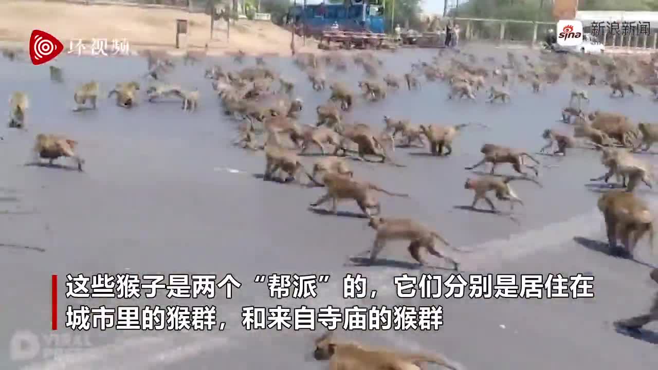 视频-游客锐减！泰国数百只猴子饥饿难耐 街头上演
