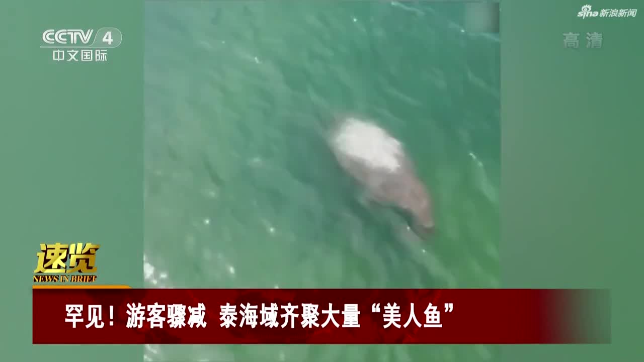 罕见游客骤减泰海域齐聚大量美人鱼