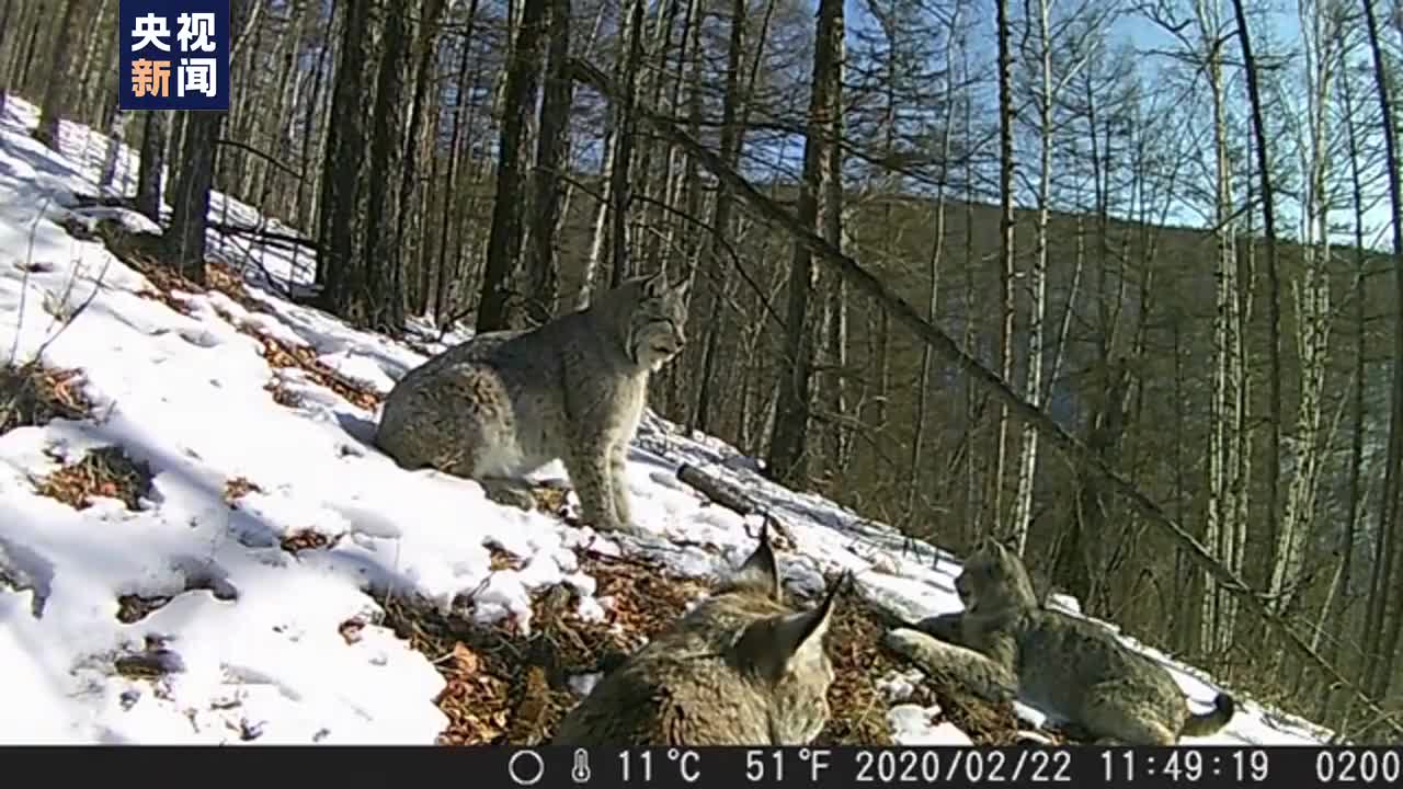 罕见黑龙江呼中自然保护区拍到3只猞猁活动清晰影像