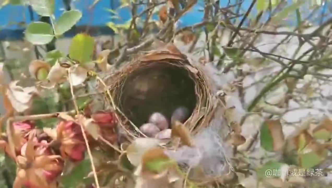 金丝雀妈妈在月季花丛中搭了窝还生了四个蛋