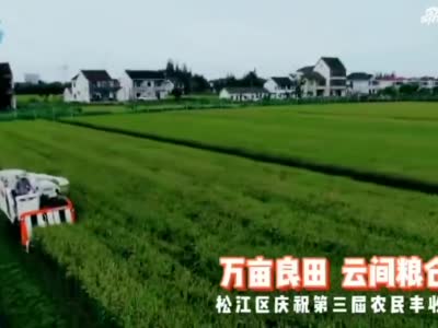 上海松江今年预计产粮约9万吨：占据重头的中晚熟稻长势良好