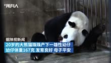 20岁高龄大熊猫珠珠诞下一幼崽
