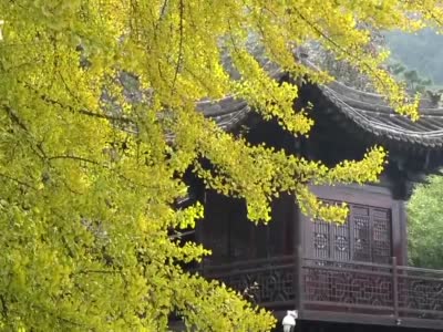 西安千年银杏树渐入观赏期，大批游客打卡