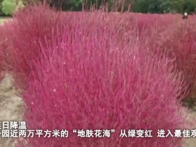 上海世纪公园两万平方米红叶地肤花海进入最佳观赏期