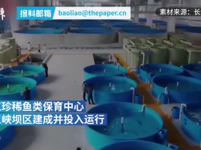 探访三峡珍稀鱼类保育中心：中华鲟人工养殖已突破1万尾