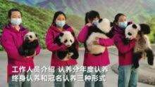 4只秦岭大熊猫宝宝公开招募认养，可认养一年也可终身认养|秦岭大熊猫