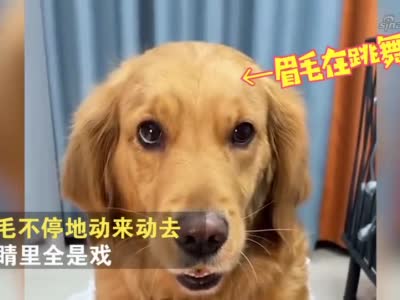 狗子第一次吃松花蛋表情魔性,眉毛跳舞眼睛说话,看到最后笑喷了