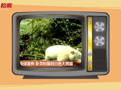 拍客丨这只全球唯一的白色大熊猫在野外生活艰难么？