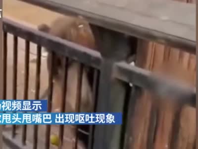 南昌动物园回应骆驼疑被孩子喂干燥剂