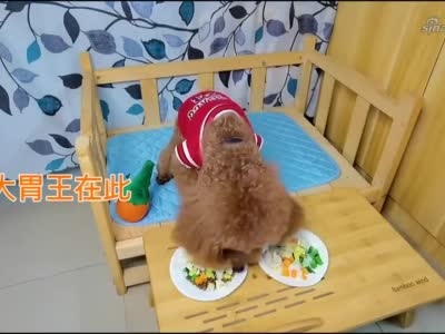 主人测试狗狗智商,狗狗这一招实在太聪明了!