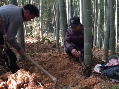 冬子和邻居一起挖冬笋邻居发现两个大冬笋结果挖烂技术不到家