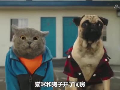 搞笑萌宠短片《猫朋狗友,酷拽猫咪开宝马,送迷路的狗子回家.