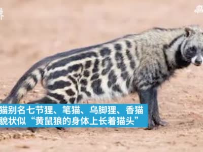 在上海绝迹近十年的小灵猫重现复旦校园 像猫又像黄鼠狼