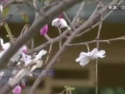 南京浪漫赏樱季开启，玄武湖公园将推出赏樱专线
