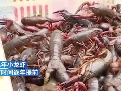 湖北小龙虾抢鲜上市，头虾最高100元一斤